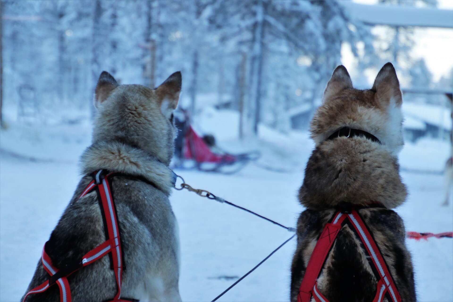 Husky Dogs in Lapland