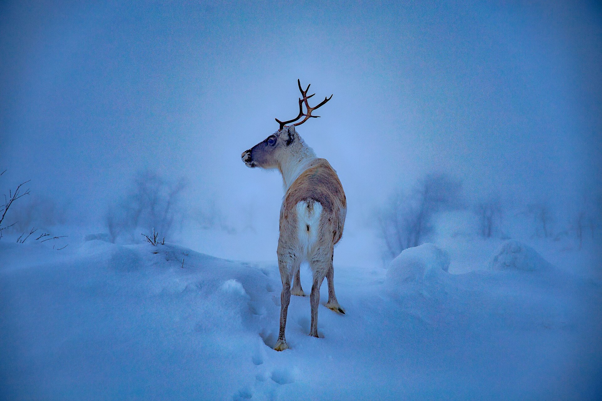 Reindeer in Lapland